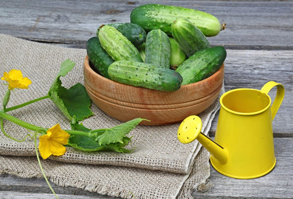Cucumbers and yellow watering can