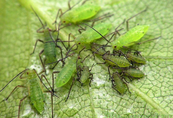 Aphids on cucumbers