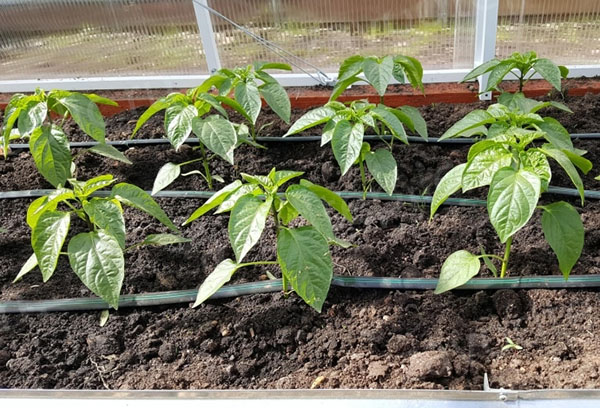 Droppbevattning av paprika i ett växthus