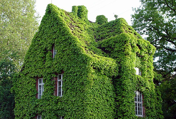 Ngôi nhà có mái che Ivy