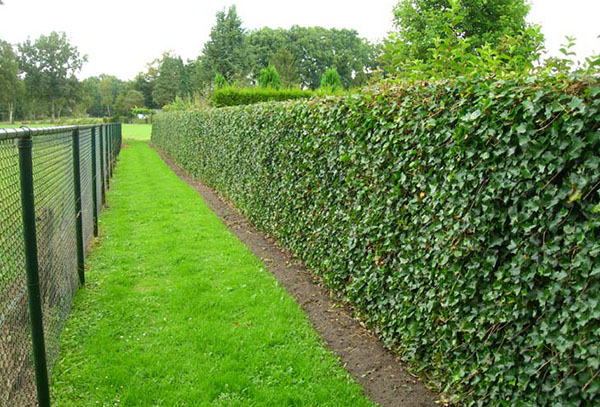 Ivy hedge