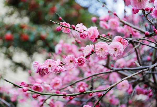 Hoa sakura