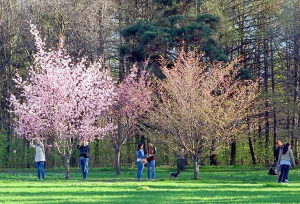 Different varieties of cherry blossoms in the park