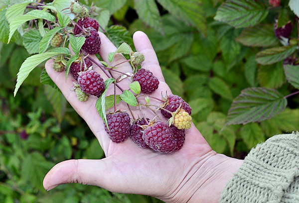 Fruiting remontant raspberries