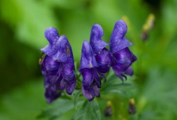 Curly Aconite