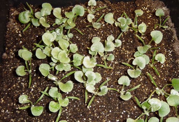 Dichondra seedlings
