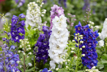 Delphinium hybride variëteiten