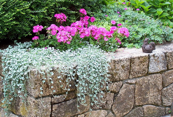 Dichondra silver waterfall in garden decoration