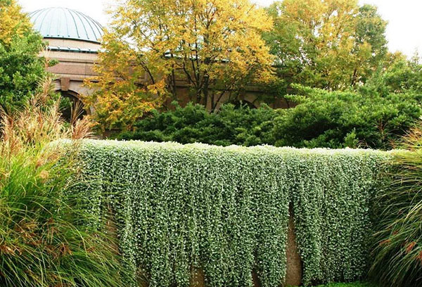 Dichondra silvery waterfall in the design of the hedge
