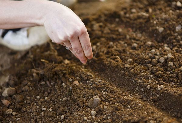 Plantera en escholzia i öppen mark