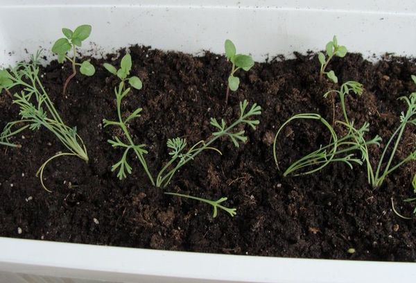 Growing escholzia from seeds