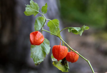 Rama de Physalis