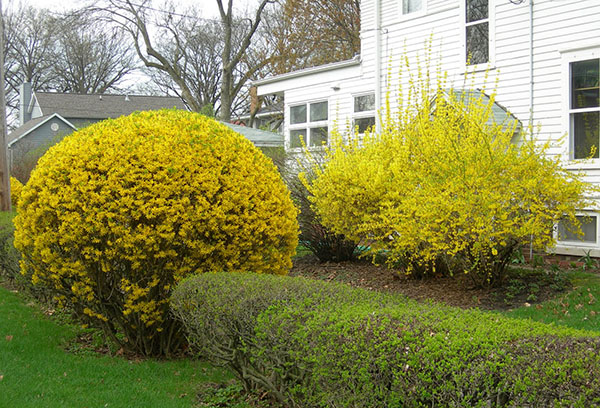 Forsythia trimmed in a ball shape