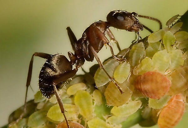 Ant and aphid