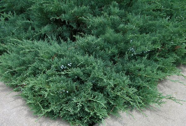 How to plant a juniper and care for it on the site