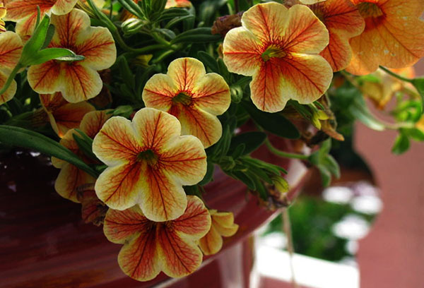 Calibrachoa flowers