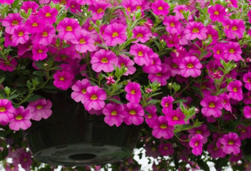 Weelderige bloei van calibrachoa