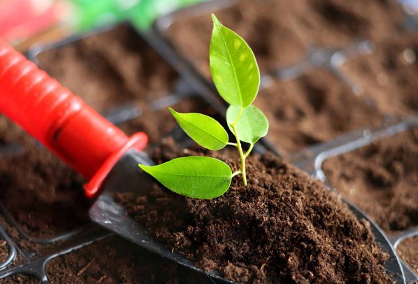 Plantera en grodd i marken