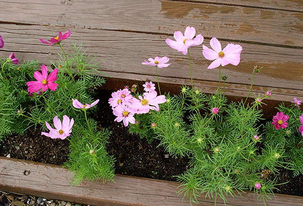 Cosmos in the flowerbed