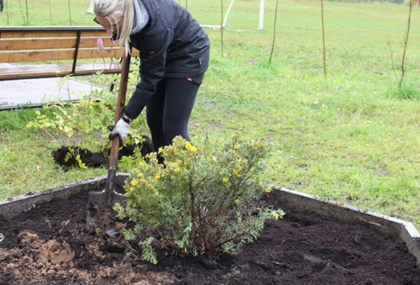 Planting Potentilla on the site