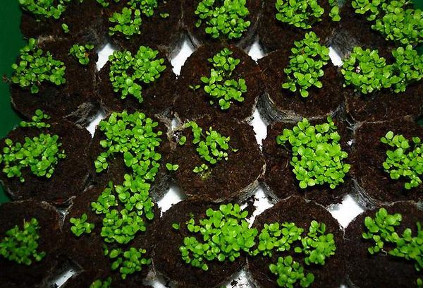 Seedlings in peat tablets