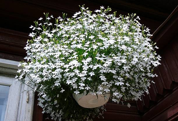 White lobelia in a flowerpot
