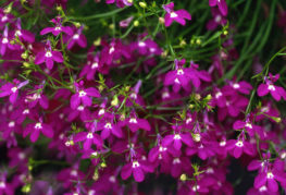 Lobelia flowers