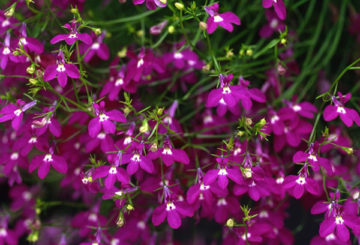 Lobelia bloemen