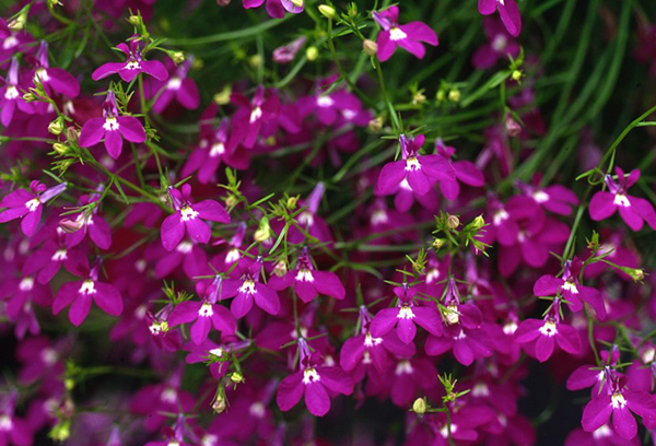Lobelia flowers