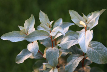 Silver loch leaves
