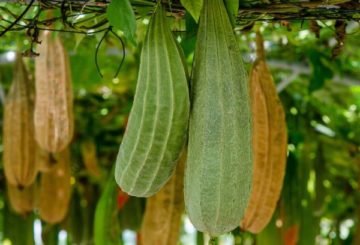 Frutos de luffa