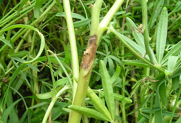 Lupine stem with anthracnose traits