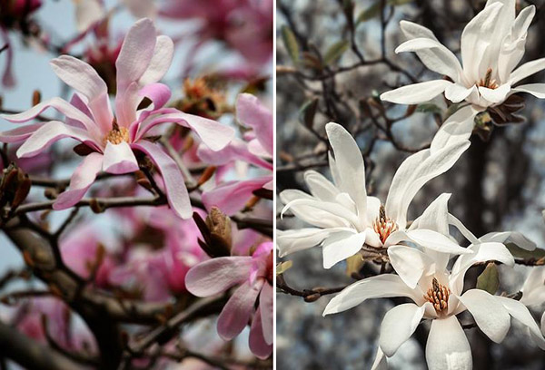 Star magnolia varieties