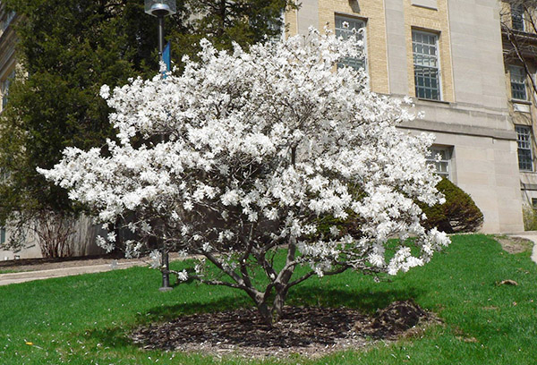 Blommande stjärnformad magnolia