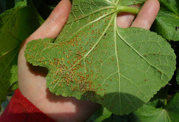 Infection-damaged mallow leaf