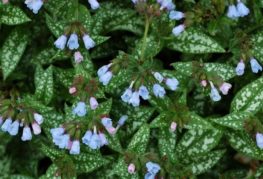 Spotted lungwort