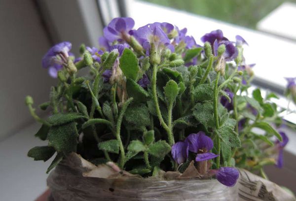 Aubretia bloem