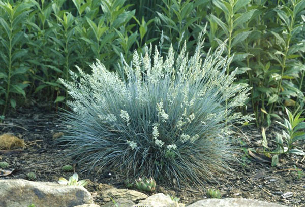 Festuca gris durante la floración