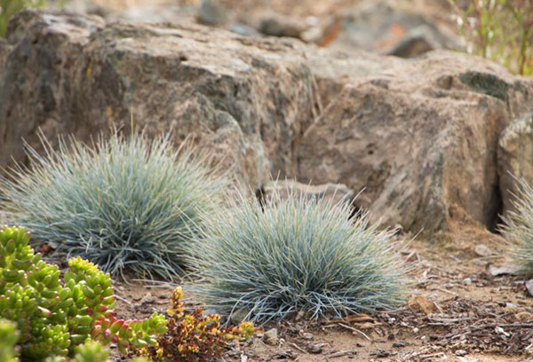 Arbustos de festuca en rocalla