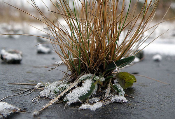 Fescue през зимата