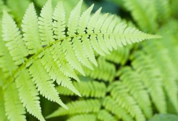 790 × 593 Afbeeldingen kunnen auteursrechtelijk beschermd zijn Garden fern in the country