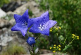 Platycodon large-flowered blue