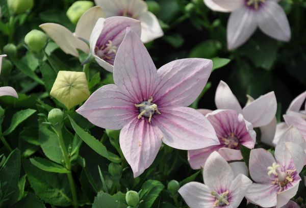 Platycodon Astra Doble Rosa