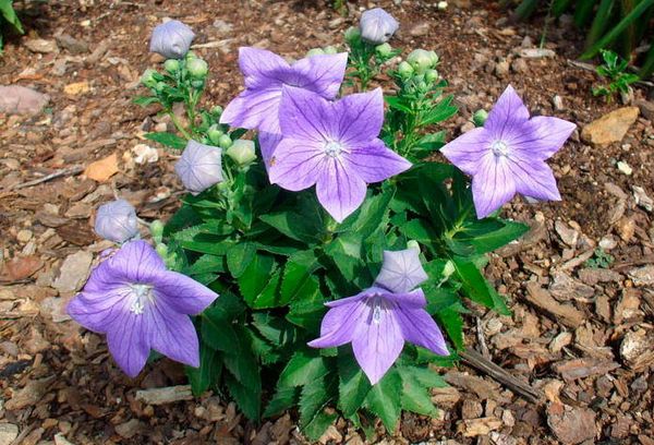 Platycodon planten in de volle grond