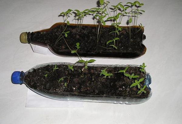 Växande plantor i en plastflaska