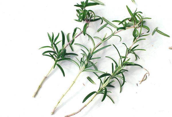 Rosemary cuttings