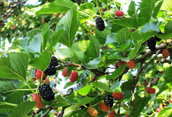 Fruiting mulberry