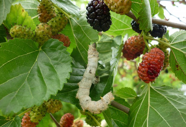 Caterpillar on mulberry