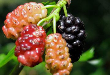 Ripening mulberry fruits