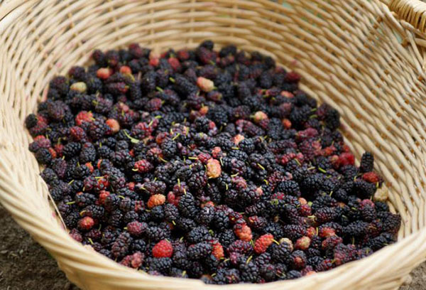 Mulberry harvest
